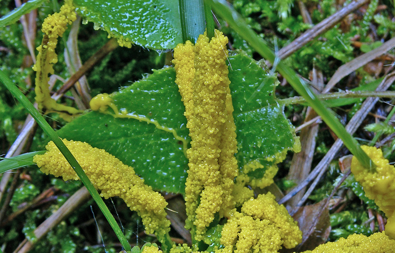 Leocarpus fragilis (Dicks.) Rostaf.